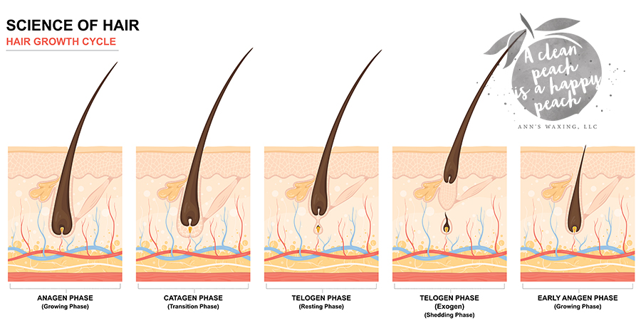 Science of Hair Growth - Ann's Waxing, Mancos, Colorado